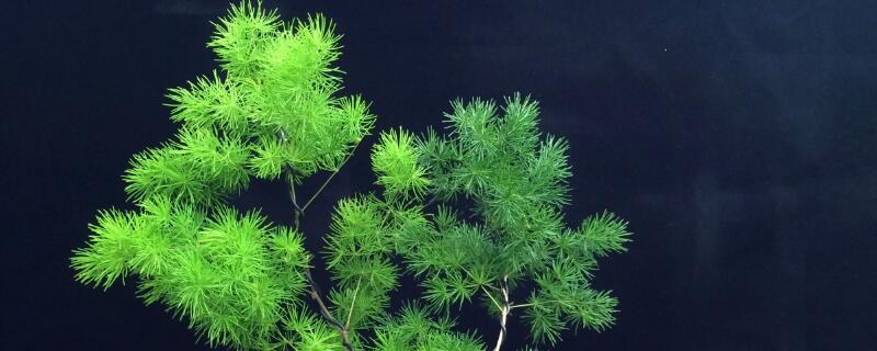 蓬莱松换盆时根部处理(蓬莱松换盆后什么时候浇水)