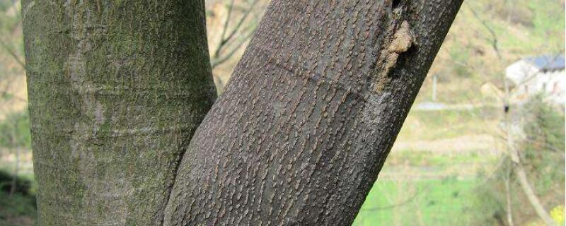 树长蛀心虫打什么药 树心有虫用什么药