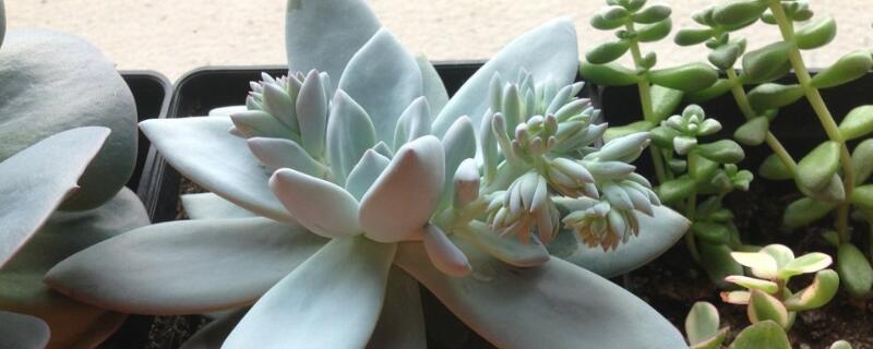 霜之朝怎么繁殖 霜之朝多肉怎么繁殖