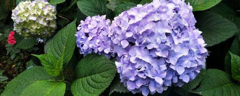 绣球叶子发白 绣球叶子发白是什么原因