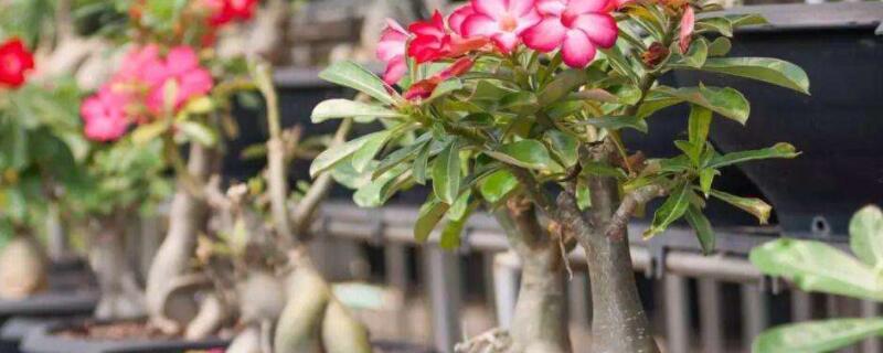 沙漠玫瑰的养殖方法（沙漠玫瑰的养殖方法和注意事项）