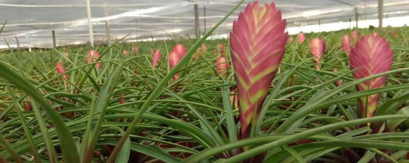 铁兰的养殖方法和注意事项 多头铁兰的养殖方法和注意事项