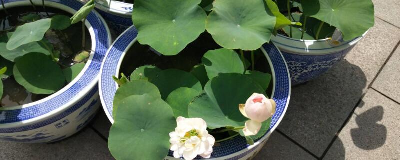 碗莲的光长芽不开叶(碗莲叶子长不开)