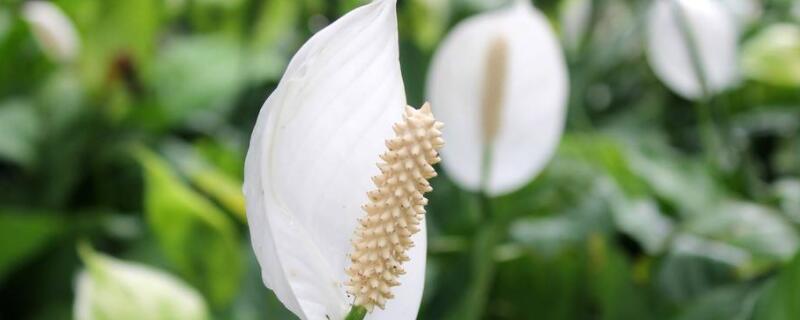 换盆后白掌焉了 换盆后的白掌为什么一直泱的