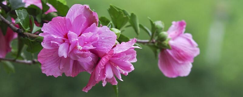 木槿花冬天的养殖方法（木槿花冬季的养殖方法）