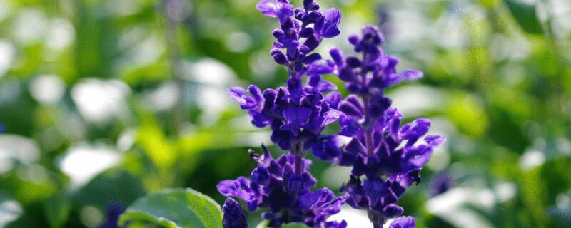 鼠尾草花语 林荫鼠尾草花语