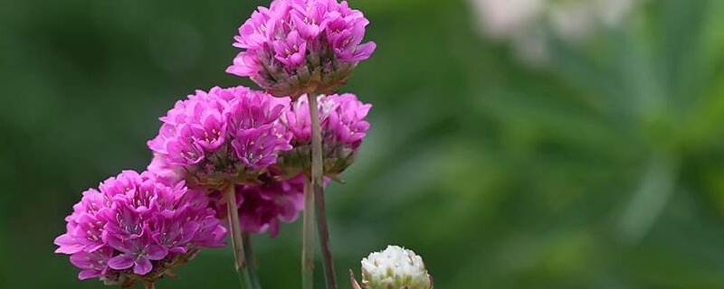 海石竹的养殖方法（海石竹怎么养）