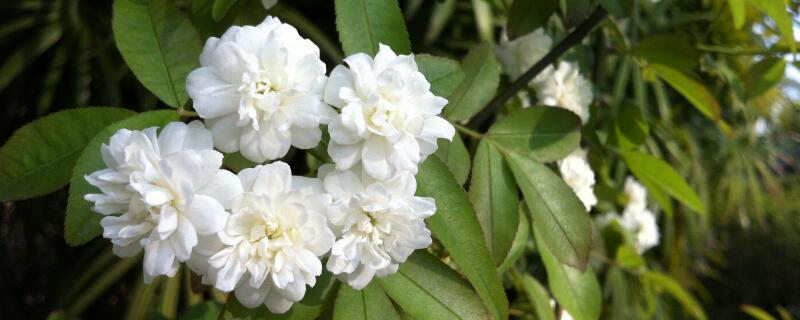 木香怎么种植（木香花如何种植）