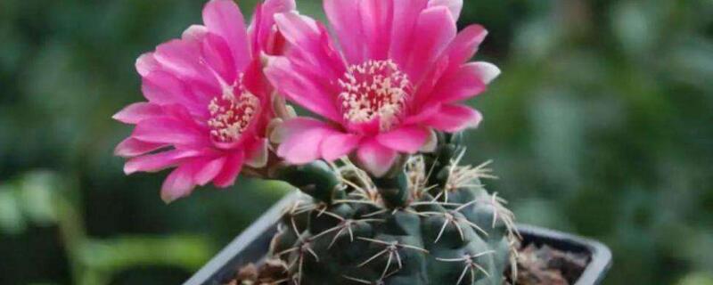 绯花玉仙人球怎么养护（绯花玉仙人球用什么土栽培）