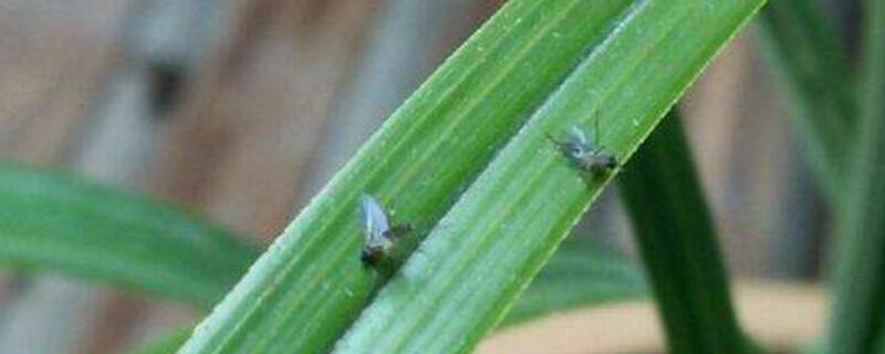 花盆小黑飞虫用什么药(怎么治花盆中小黑飞虫)