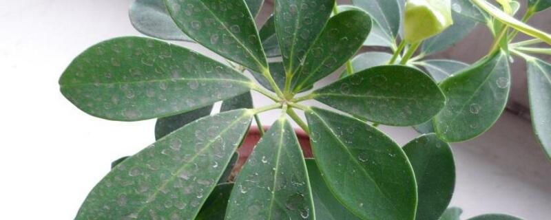 鹅掌木打顶方法 鹅掌木怎么生根