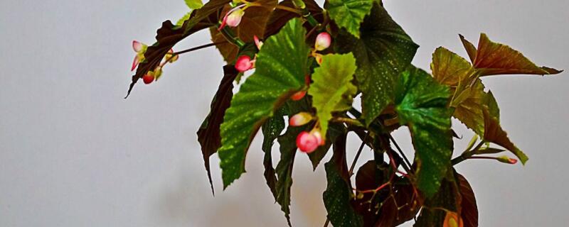 银星海棠怎么能开花（银星海棠什么时候开花）