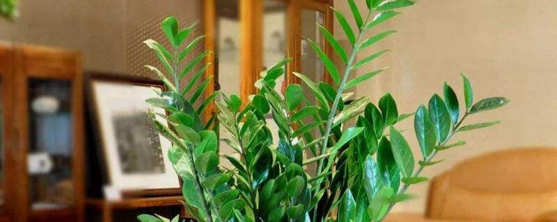 摇钱树怎么修剪 摇钱树怎么修剪枝叶视频教程