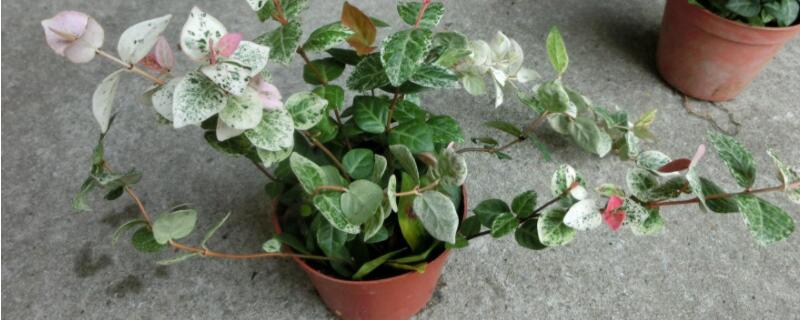 花叶络石盆栽养殖方法（花叶络石的种植方法）