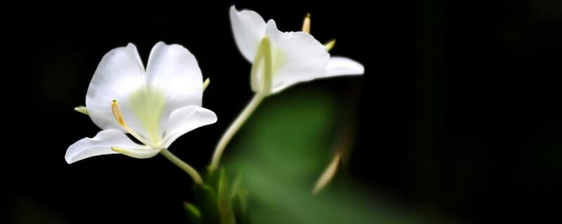 姜花开花后要怎么处理（姜怎么会开花）