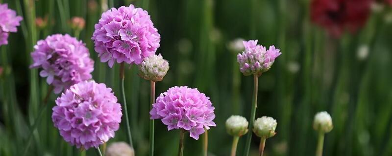 海石竹的栽培养护技巧 海石竹怎么养护