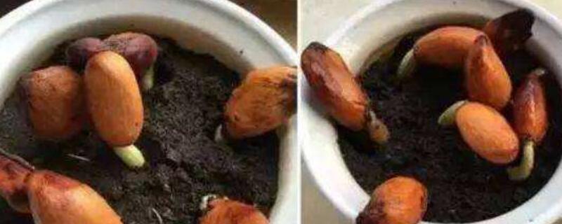 榴莲发芽后芽朝上种吗（榴莲种子发芽了芽朝哪个方向种）