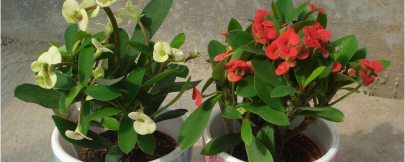 刺梅怎么栽培 刺梅花栽培的方法