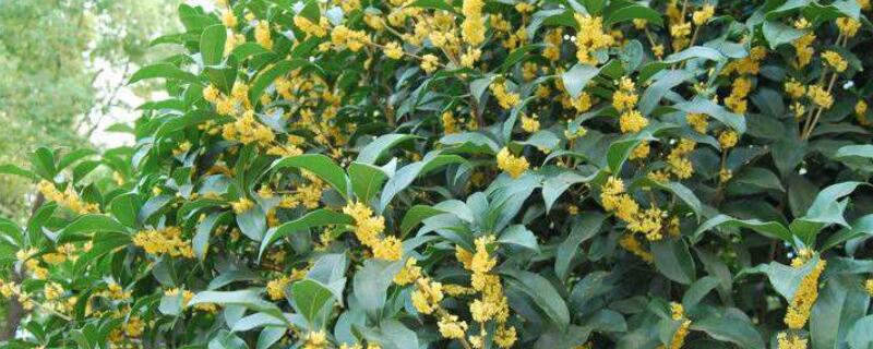 桂花树刚发芽芽尖发黑 桂花树嫩芽发黑