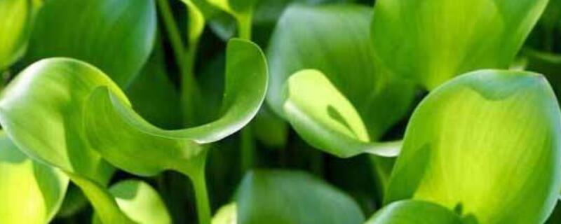 水葫芦叶子边缘枯萎 水葫芦叶子边缘枯萎怎么办