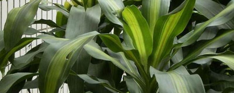 也门铁怎么修剪（也门铁怎么修剪叶子）