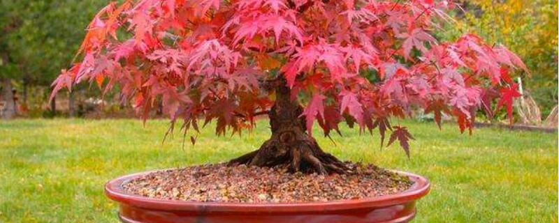 红枫移栽后注意事项 日本红枫移栽后注意事项