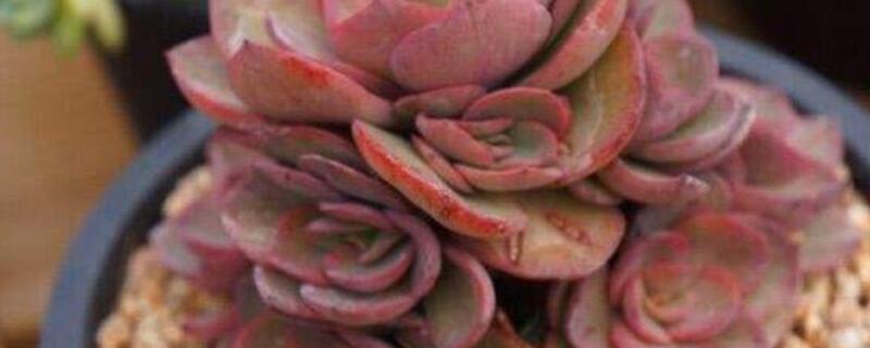 蜡牡丹多肉怎么爆盆（蜡牡丹怎么养能爆盆）