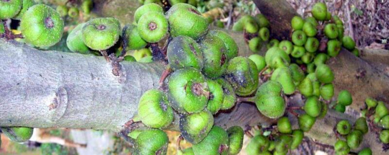 无花果树光杆会发芽吗 光杆无花果树苗能种活吗