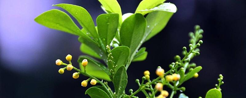 米兰插扦时间及方法（米兰花扦插时间和方法）