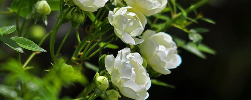 木香花的种植养护方法 地栽红木香花的种植养护方法