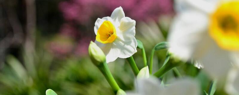 水仙开花后怎样留明年 开完花后的水仙花怎样留种