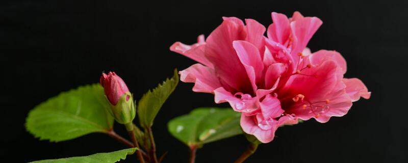 扶桑花修剪时间（扶桑花修剪时间夏天可修剪吗?）