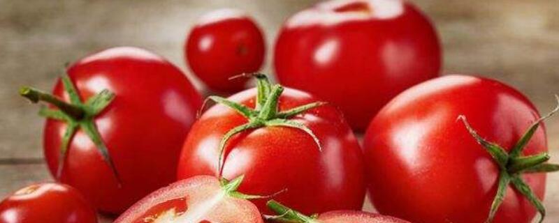西红柿挂果后怎么管理(西红柿挂果后怎么管理?)