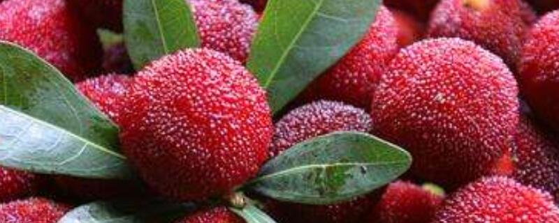 杨梅种子怎样催芽（杨梅种子催芽方法）