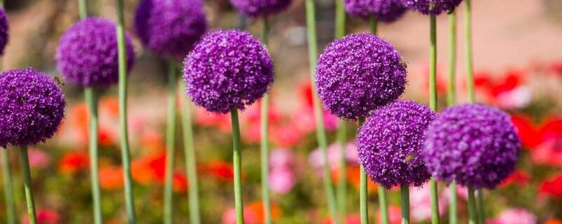 大花葱的种植方法 大花葱的种植方法和注意事项