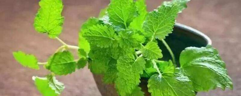 吸毒草的养殖方法(吸毒草的养殖方法作用)