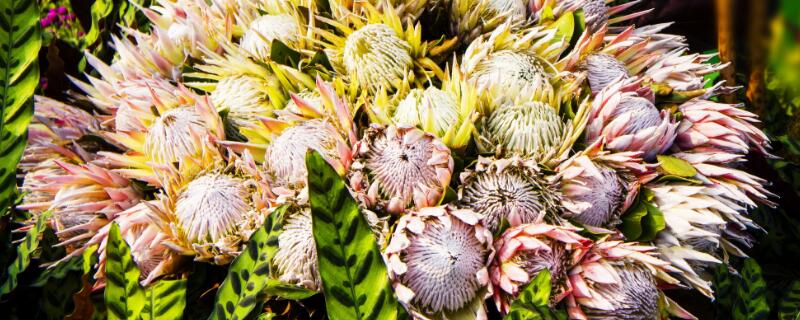 帝王花能在水里养多久（帝王花家养放多少水）