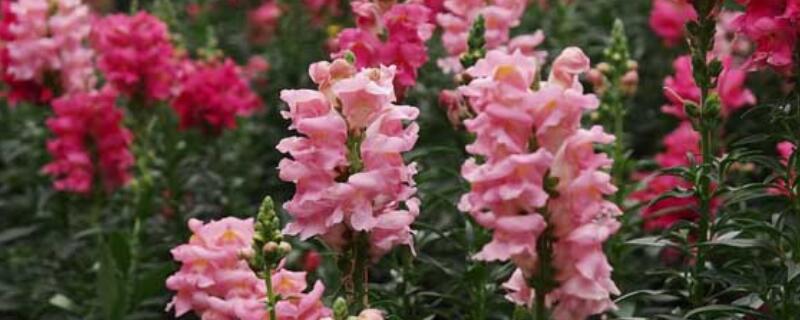 水培金鱼草怎么养（金鱼草可以水培水培生根吗）