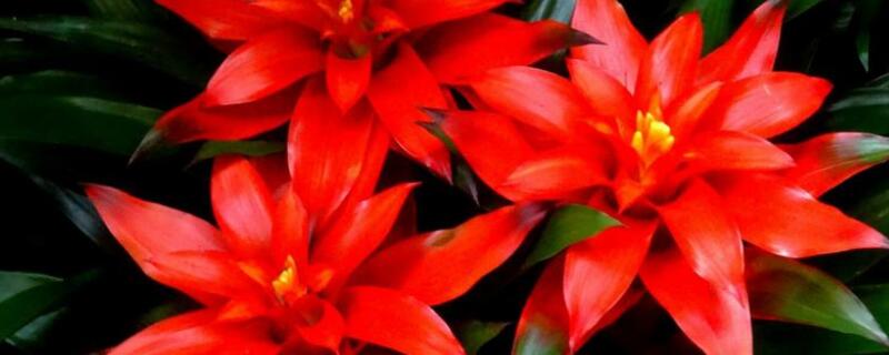 水塔花怎么养 水塔花怎么养怎么浇水