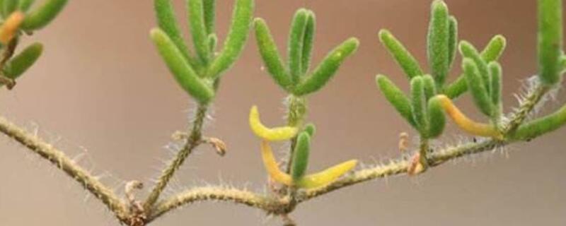 枝干番杏怎么扦插（枝干番杏怎么繁殖）