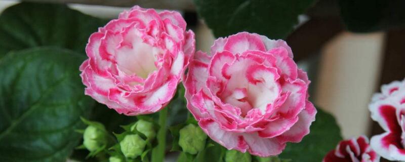 大岩桐花后怎么砍头 大岩桐怎么剪残花