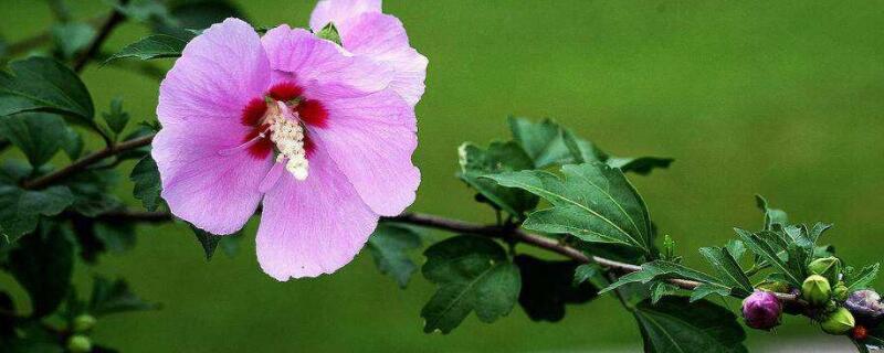 木槿花水大了打蔫怎么办(木槿花浇水叶子蔫了有救吗)