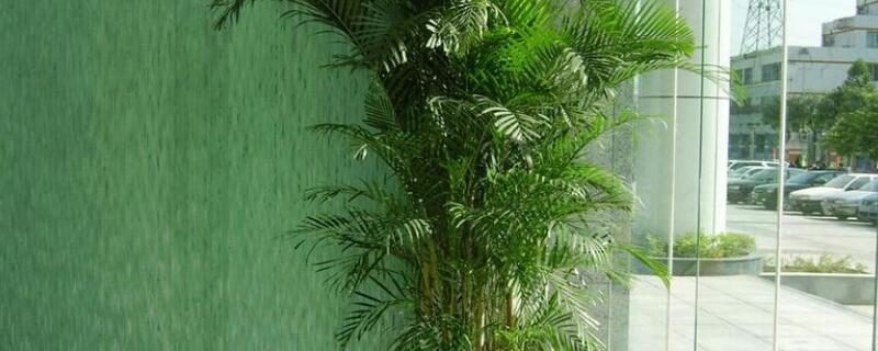 凤尾竹怎么养 凤尾竹怎么养家庭养法