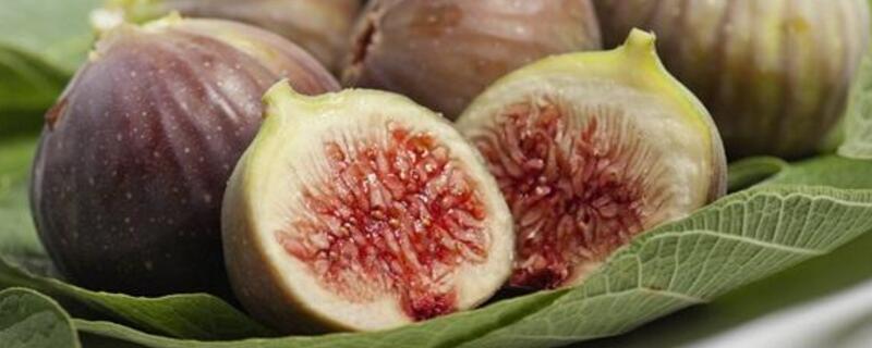 家里可以种无花果吗 家里可以种无花果吗 风水