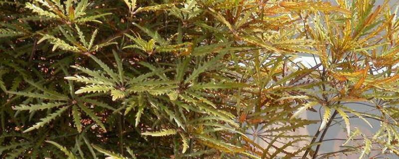 孔雀木怎么养（孔雀木怎么种植）