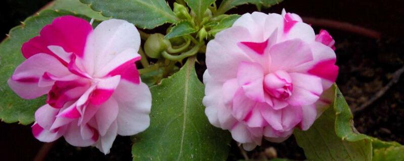 水梅花的扦插 水梅花可以水培扦插吗