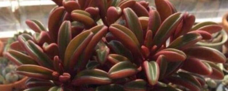 红背椒草怎么叶插（红背椒草叶子能插活吗）