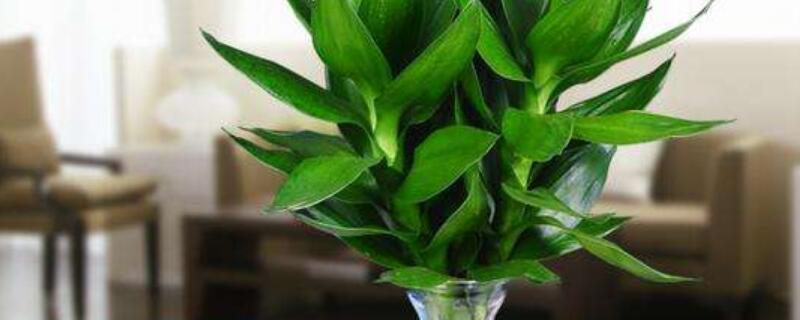 观音竹发黄怎么补救 观音竹发黄怎么回事