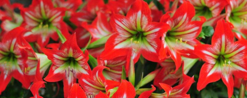 朱顶红的养殖方法和注意事项(朱顶红)