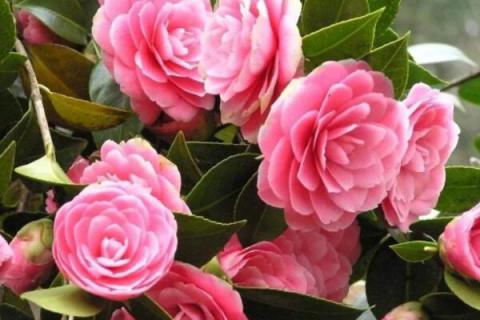 山茶花叶子发黄是什么原因